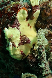 Sipadan_2015_Poisson grenouille clown ou tachete_Antennarius maculatus_IMG_2627_rc